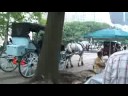 Horse Carriage in Central Park New York