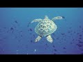 Turtle 🐢 swimming | Turtle Ocean Swimming