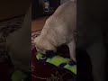 My pug playing on her 4th Bday