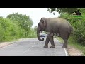 A severe elephant attack on a bus. People fall down in fear ...