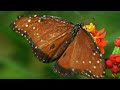 Facts About Butterflies 🦋 - Secret Nature | Butterfly Documentary | Natural History Channel