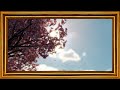 4K TV Motion Art | Sakura Falling