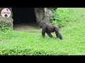 Silverback gorilla kept order when female gorillas quarreled金剛猩猩Tayari,Iriki洞口有些爭吵Iriki要D’jeeco維持秩序