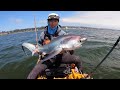 Making Money Kayak Fishing, THRESHER SHARKS on the Kayak