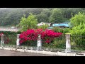 Walking in the Heavy Rain with Thunder and Lightning in Country, Rain Ambience, 4K KOREA | June 2023