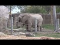 🐘 Cute Baby Elephant | Reid Park Zoo | Born Friday, March 8, 2024 🐘