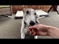 Greyhound sets WORLD RECORD for being a gentleman and taking treats politely
