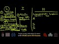 Lymphoma Explained Clearly - Hodgkin's vs Non Hodgkin's Pathology | Remastered