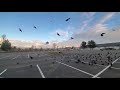 Feeding Hundreds of Crows for $4