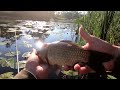 ЗІБРАВСЯ весь 🐟 КРУПНИЙ КАРАСЬ з БОЛОТА. 🎣Рибалка на Поплавок. Ловля карася в липні. Риболовля.