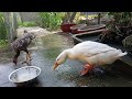 New Funny Animals 2024 🤑Funniest Dogs and Cats 😻🐶