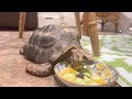 Cute Red Footed tortoise eating!