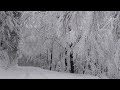 Relaxing Snowfall 2 Hours - Sound of Light Wind Breeze and Falling Snow in Forest (Part 2)