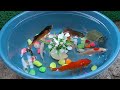 colorful eggs surprize with colorful stone,Koi fish,glofish,and Cute turtle