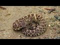 💲Millionaire Craps Snake Pit - 🐍Diamondback Rattlesnake Preliminary Betting
