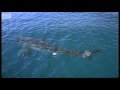 Great White Shark spotted in Britain? | Sharks | BBC Earth