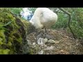 ❤🇮🇪 NEST🐤NEWLY HATCHED FURRY BABY MUTE SWAN CYGNETS🐤#magacute🐤#megabeautful🐤#relax🐤#birds🐤subscribe🙏