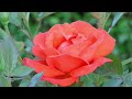 TIME LAPSE VIDEO #FLOWER