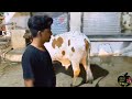 Unloading Beautiful Cow Qurbani 2024 Enjoy Karen Thaaa Karke#viral#cowmandi#public...