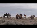 Wild Navajo Horses Fight for Dominance.