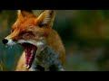 How To Keep Foxes Out Of Your Yard - (6 Easy Ways)