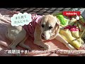 【捨て猫たちの優しさ】愛犬を見守る猫たち。兄を見守る子猫。ぽかぽかデッキで昼寝するラブラドールレトリバー