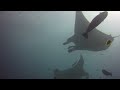 Diving the Maldives - A magical Manta dive, they get closer and closer