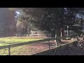 Great Dane jumping 4.9 Garden Fence