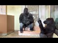 Father gorilla loses patience and snaps at his son💢　Shabani group