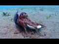 Coconut Octopus 'stilt walking' collecting shells to use as armor! ( Amphioctopus marginatus )