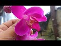 🔵MUITAS PHALAENOPSIS  E OUTRAS ORQUÍDEAS FLORINDO AQUI NO ORQUÍDARIO VEM VER‼️