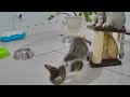 🐕 Funniest Cats and Dogs Videos 😹 Best Funniest Catss Video 2024 🤣🐕