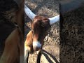 Bradley and Friends: These are crazy goats!! 🤣🤣🤣🤣🤣🤣￼