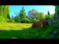 Cat TV: Chipmunks, Birds, Squirrels and Bunny in a Beautiful Garden 5