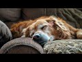 Music for Pets I Deep Separation Anxiety Music for Dog Relaxation I Calming I Soul Serenity