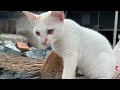 Three Kittens that lack warmth from their Mothers,#kitten #family #youtube