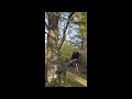 Recreational Tree Climbing - RAD SYSTEM TUTORIAL (Comprehensive Beginners Guide)