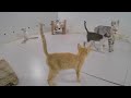 😍 Laugh Uncontrollably! Best Funny Cat Videos 2024 🐱🤣 Best Funny Animal Videos 2024 😹😂