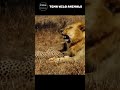 Epic Moments! Lion Fight Take Down Other Predatory Rivals! TGMA Wild Animals #shorts