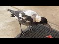 Feeding Crazy Birds