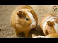 Beautiful Animal Moments: Dog, Cat, Chicken, Sheep, Goat, Pig, Horse - Animal World