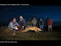 Ethiopian wolf: Rarest carnivore in Africa