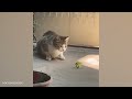 Funny animals 2024 😆 Funniest Cats and Dogs Video😻🐶