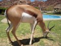 Cuddling with Springbok at White Lady Lodge 2010