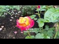 【彬彬有院】花•1108 Julia 的玫瑰花园//Julia 的月季花园，大量中英文对照月季花名称，供大家参考；我知道玫瑰和月季是不同的，不过我习惯上说玫瑰，录音的时候有点混乱，希望大家见谅