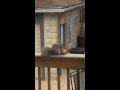 Teasing a fat squirrel (while chopping chocolate) ...sorry it's shot vertical, it won't si