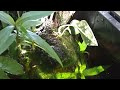 Lithobates sphenocephalus (southern leopard frog) visits patio pond!!