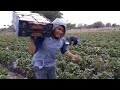 Farm Workers Grow And Pick Billions Of Strawberries In California - Strawberry Harvesting
