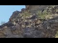 Rare Footage-Bighorn Sheep in Panamint Valley Mountains