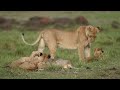 The energetic lion cubs of Masai Mara!